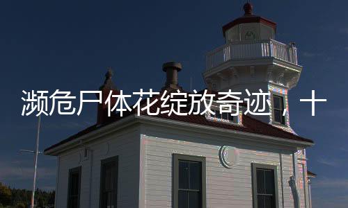 瀕危尸體花綻放奇跡，十五年來首次盛開揭秘