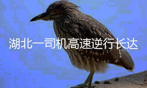 湖北一司機(jī)高速逆行長(zhǎng)達(dá)三十公里，引發(fā)社會(huì)關(guān)注與反思