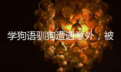 學狗語馴狗遭遇意外，被咬傷穿臉事件引發(fā)關(guān)注