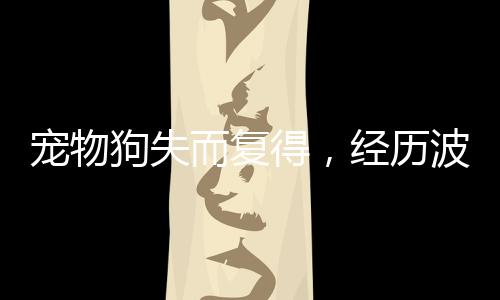 寵物狗失而復(fù)得，經(jīng)歷波折終團(tuán)圓，洗澡驅(qū)蟲盡顯關(guān)愛