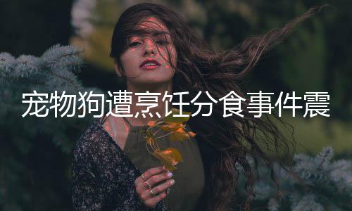 寵物狗遭烹飪分食事件震驚社會，道德倫理與法律責(zé)任的思考