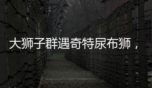 大獅子群遇奇特尿布獅，一次與眾不同的森林聚會(huì)