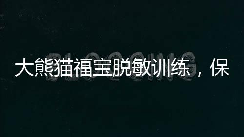 大熊貓福寶脫敏訓(xùn)練，保護(hù)珍稀物種的重要一環(huán)