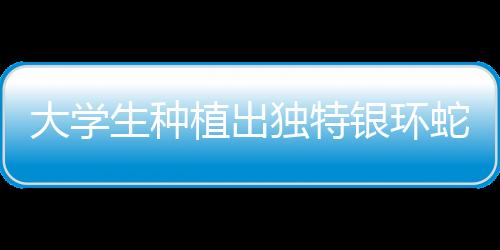 大學(xué)生種植出獨(dú)特銀環(huán)蛇甘蔗，農(nóng)業(yè)創(chuàng)新引領(lǐng)校園新潮流