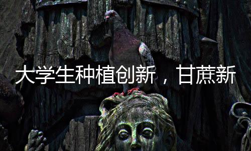 大學(xué)生種植創(chuàng)新，甘蔗新品種銀環(huán)蛇誕生記