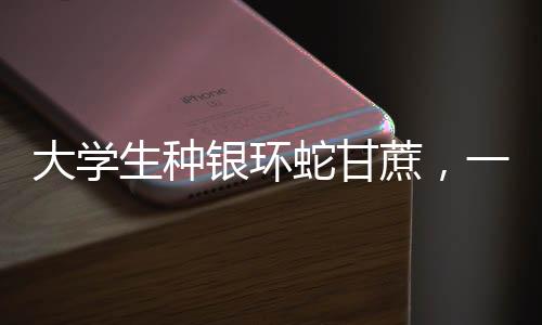 大學(xué)生種銀環(huán)蛇甘蔗，一場別樣的生態(tài)創(chuàng)新與農(nóng)業(yè)發(fā)展新篇章