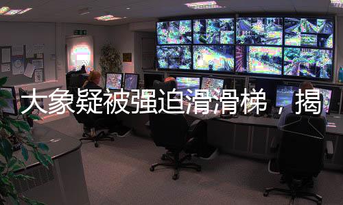 大象疑被強(qiáng)迫滑滑梯，揭秘背后的真相與呼喚動(dòng)物保護(hù)意識(shí)