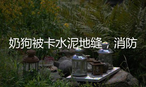 奶狗被卡水泥地縫，消防迅速出手救助