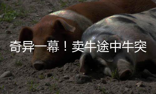 奇異一幕！賣牛途中牛突然給主人下跪，引發(fā)深思