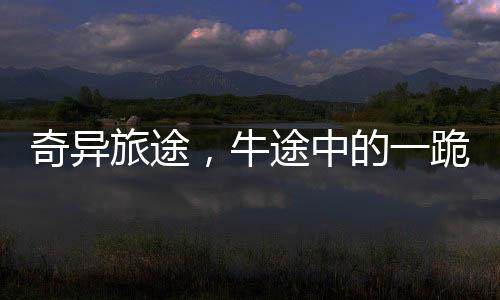 奇異旅途，牛途中的一跪，觸動(dòng)人心