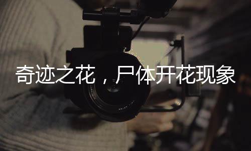 奇跡之花，尸體開花現(xiàn)象揭秘，綻放時間長達十五載