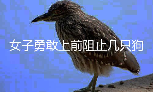 女子勇敢上前阻止幾只狗撕咬一只貓，展現(xiàn)人間溫情