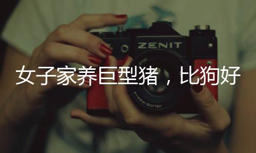 女子家養(yǎng)巨型豬，比狗好養(yǎng)，揭示人與動(dòng)物和諧共處的鄉(xiāng)村故事