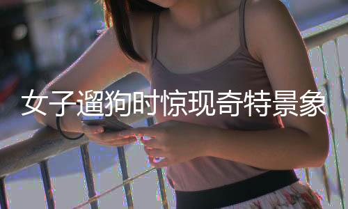 女子遛狗時驚現(xiàn)奇特景象，金豆引出犬類奇異寶物尋找之旅