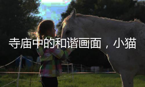 寺廟中的和諧畫面，小貓與游客輪流擊掌拍照