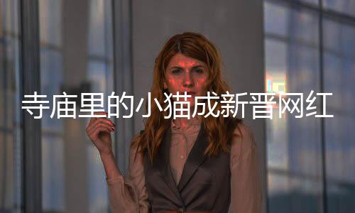 寺廟里的小貓成新晉網(wǎng)紅，游客與萌寵輪流擊掌拍照