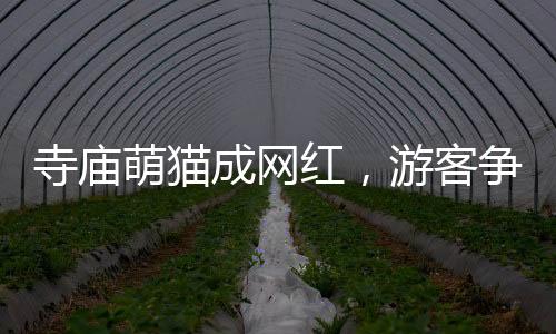 寺廟萌貓成網(wǎng)紅，游客爭相與小貓擊掌拍照留念