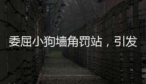 委屈小狗墻角罰站，引發(fā)網友強烈關注與鳴不平