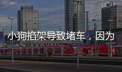 小狗掐架導(dǎo)致堵車，因?yàn)樘葻o人勸解——街頭趣事一窺