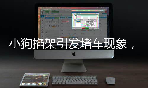 小狗掐架引發(fā)堵車現象，萌態(tài)可愛竟成無人勸解的別樣理由