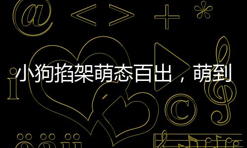 小狗掐架萌態(tài)百出，萌到堵車卻無(wú)人勸架