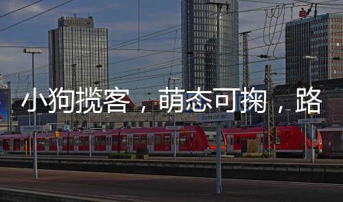小狗攬客，萌態(tài)可掬，路人紛紛駐足買香蕉