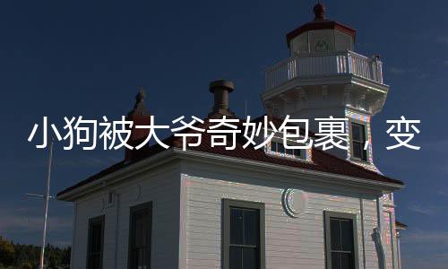 小狗被大爺奇妙包裹，變身表情包走紅網(wǎng)絡(luò)