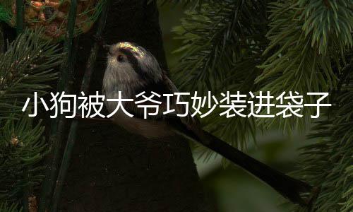 小狗被大爺巧妙裝進袋子，瞬間變身表情包，萌翻眾人
