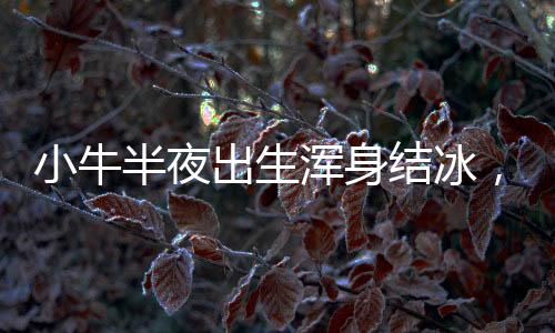 小牛半夜出生渾身結冰，主人全力救回