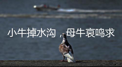 小牛掉水溝，母牛哀鳴求助——一場生命的危機與社會的關注