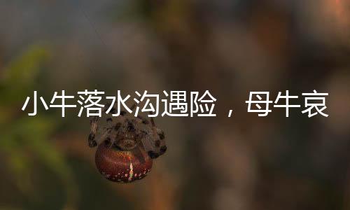 小牛落水溝遇險，母牛哀鳴求助呼喚人間溫情