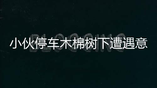 小伙停車木棉樹下遭遇意外，警惕日常行車隱患需注意！