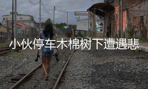小伙停車木棉樹下遭遇悲劇，事件引發(fā)關(guān)注與深思