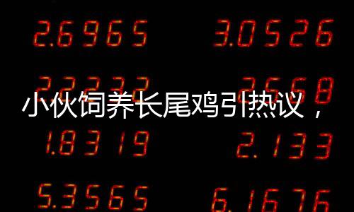 小伙飼養(yǎng)長尾雞引熱議，酷似鳳凰的神鳥誕生記