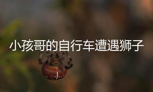 小孩哥的自行車遭遇獅子襲擊，神秘事件引人關(guān)注