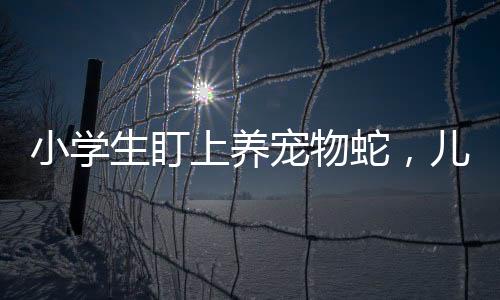 小學生盯上養(yǎng)寵物蛇，兒童與爬行寵物的親密關(guān)系逐漸興起
