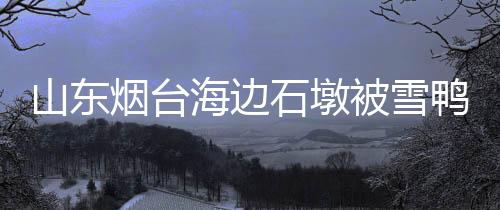 山東煙臺海邊石墩被雪鴨子占領，冬日獨特景象引熱議