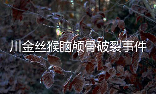 川金絲猴腦顱骨破裂事件，研究者的關(guān)注與尋求解決之道