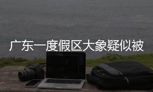 廣東一度假區(qū)大象疑似被迫滑滑梯事件曝光，引發(fā)關注熱議