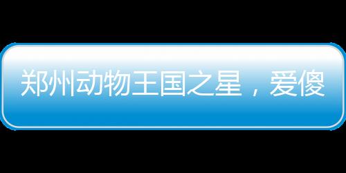 鄭州動物王國之星，愛傻樂的巴西貘走紅
