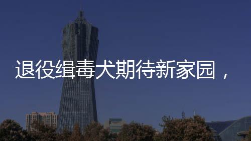 退役緝毒犬期待新家園，領(lǐng)養(yǎng)呼吁之聲響徹天地