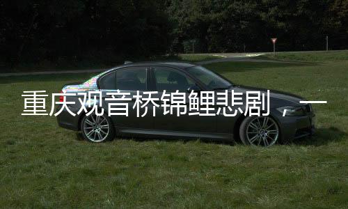 重慶觀音橋錦鯉悲劇，一夜間大量死亡，原因待查