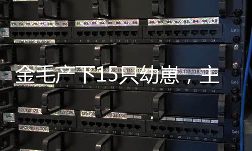 金毛產(chǎn)下15只幼崽，主人家中迎新寵，面對龐大陣容展開細(xì)心照料與有趣互動