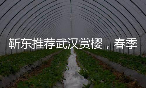 靳東推薦武漢賞櫻，春季旅游新熱點
