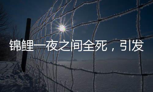 錦鯉一夜之間全死，引發(fā)關(guān)注和調(diào)查
