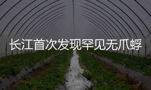 長江首次發(fā)現(xiàn)罕見無爪蜉，揭開神秘面紗，探尋生態(tài)新篇章
