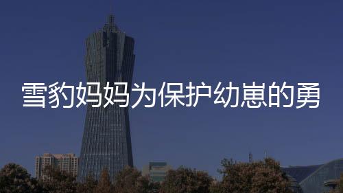 雪豹媽媽為保護(hù)幼崽的勇者之斗，一場母愛的壯烈戰(zhàn)役