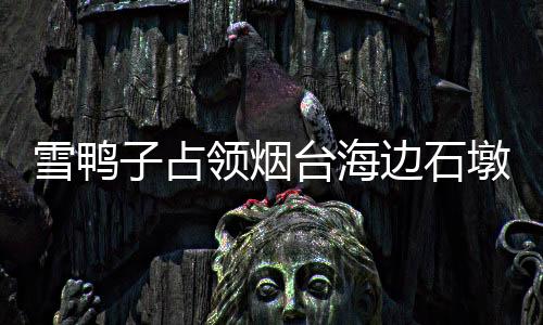 雪鴨子占領煙臺海邊石墩，冬日勝景引熱議