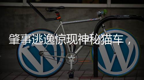 肇事逃逸驚現(xiàn)神秘貓車，公眾震驚質疑真相