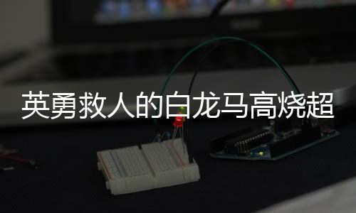 英勇救人的白龍馬高燒超40℃，奇跡般的英雄事跡與無(wú)私奉獻(xiàn)精神